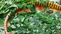 10_Manfaat_Daun_Kelor_Sebagai_Obat_Mujarab_Berbagai_Penyakit