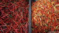 Harga_Cabai_Tembus_Rp100000Kg_Jelang_Lebaran_Solusi_Hemat_Ada