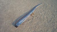 Ikan Kiamat India: Ramalan Baba Vanga Terbukti? Misteri Terungkap Ikan Kiamat India: Ramalan Baba Vanga Terbukti? Misteri Terungkap