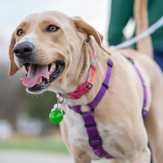 Iran Larang Jalan-Jalan Dengan Anjing: Alasan Mengejutkan Terungkap