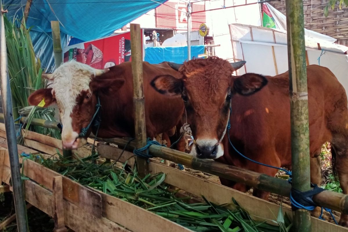 Krakatau Steel Berbagi Kebahagiaan Idul Adha: 189 Hewan Kurban